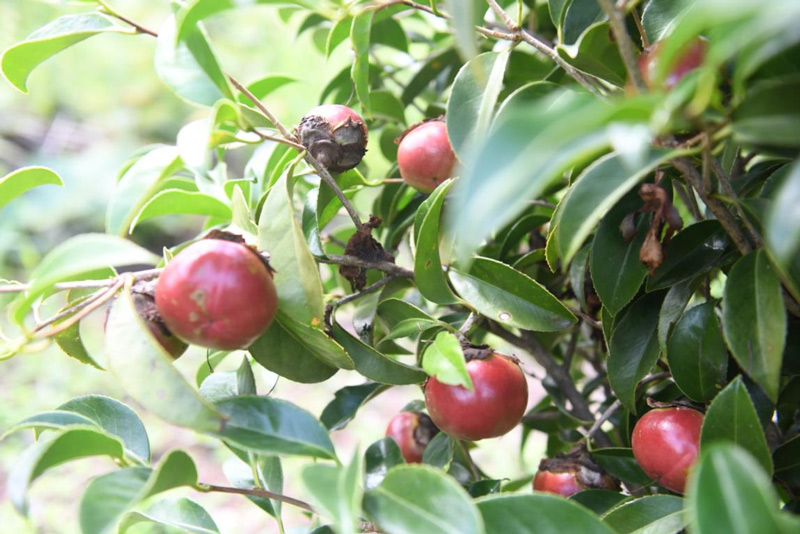 天山村油茶基地的油茶果。磐安縣煙草專賣局供圖