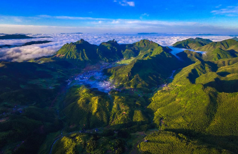 遂昌縣高坪鄉森林資源豐富。遂昌縣委宣傳部供圖