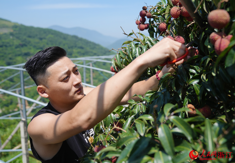 農戶采摘荔枝。人民網 章勇濤攝