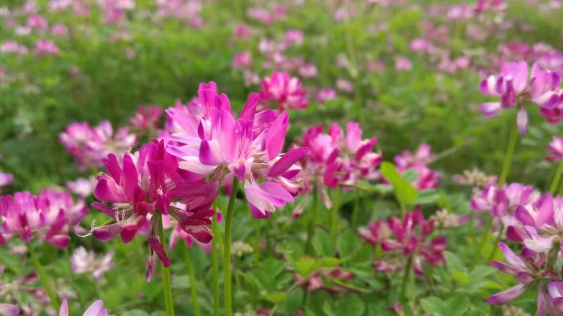 盛開的紫云英。受訪者供圖