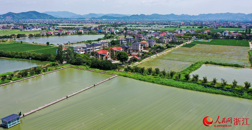 在浙江諸暨山下湖小鎮，曾經污染嚴重的河蚌養殖產業如今實現了綠色轉型。人民網記者 郭揚攝
