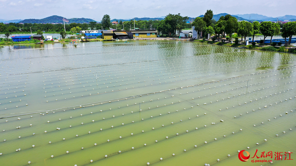 在浙江諸暨山下湖小鎮，曾經污染嚴重的河蚌養殖產業如今實現了綠色轉型。人民網記者 郭揚攝