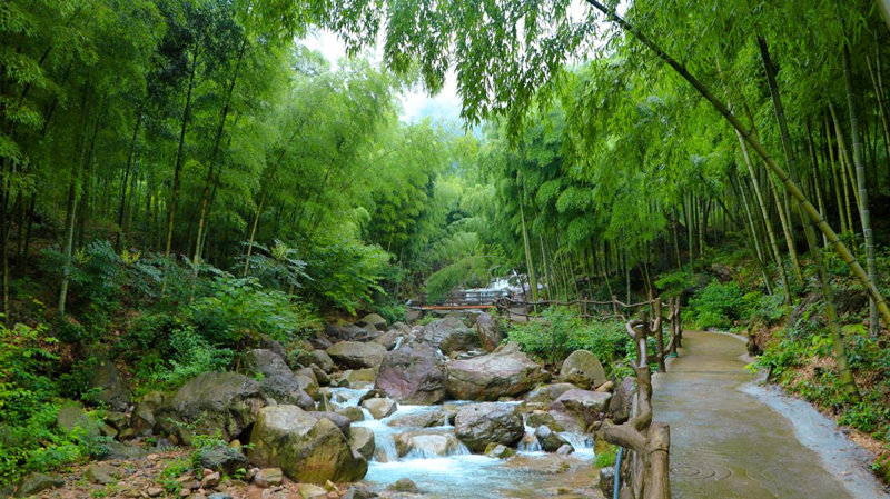 安吉毛竹林。安吉縣委宣傳部供圖