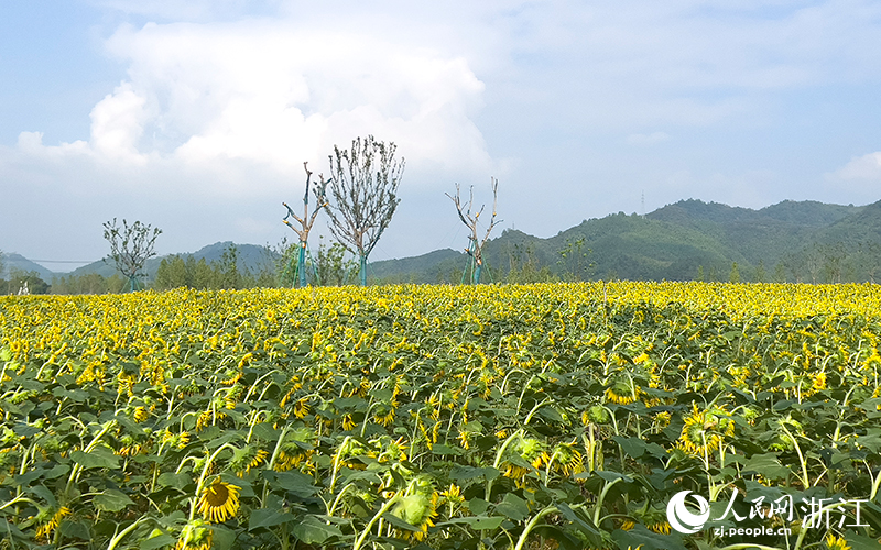 打造向日葵花海文旅景觀。人民網記者 艾宇韜攝
