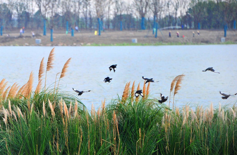 如今的祥符蕩是越冬候鳥鐘愛的驛站。嘉善縣委宣傳部供圖