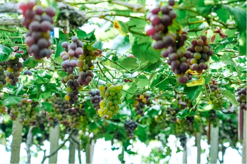 河頭葡萄種植歷史悠久。臨海市委宣傳部供圖