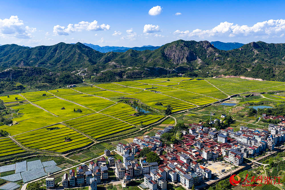 在浙江省麗水市縉云縣舒洪鎮，黃綠相間的稻浪與錯落的村莊、連綿的山巒共同構成一幅美麗的田園畫卷。人民網 章勇濤攝