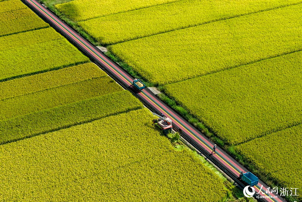 在浙江省嵊州市甘霖鎮的一處高標準農田水稻種植區，農機收割水稻。人民網 章勇濤攝