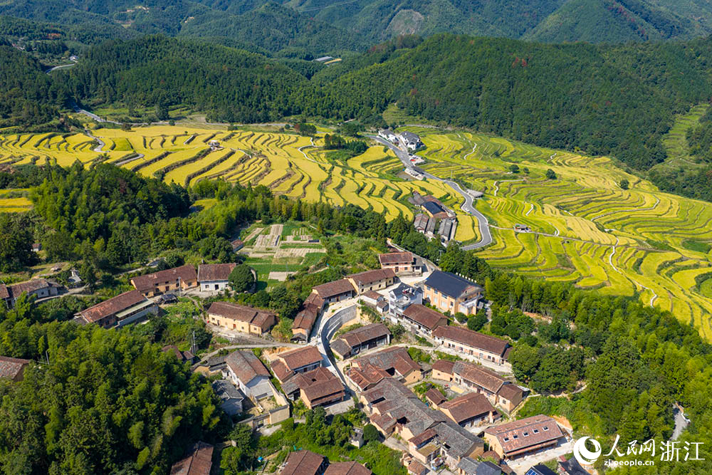 浙江省龍泉市?石街道李山頭村的千畝稻田一片金黃，構成一幅生機勃勃的“豐”景畫卷。人民網 章勇濤攝