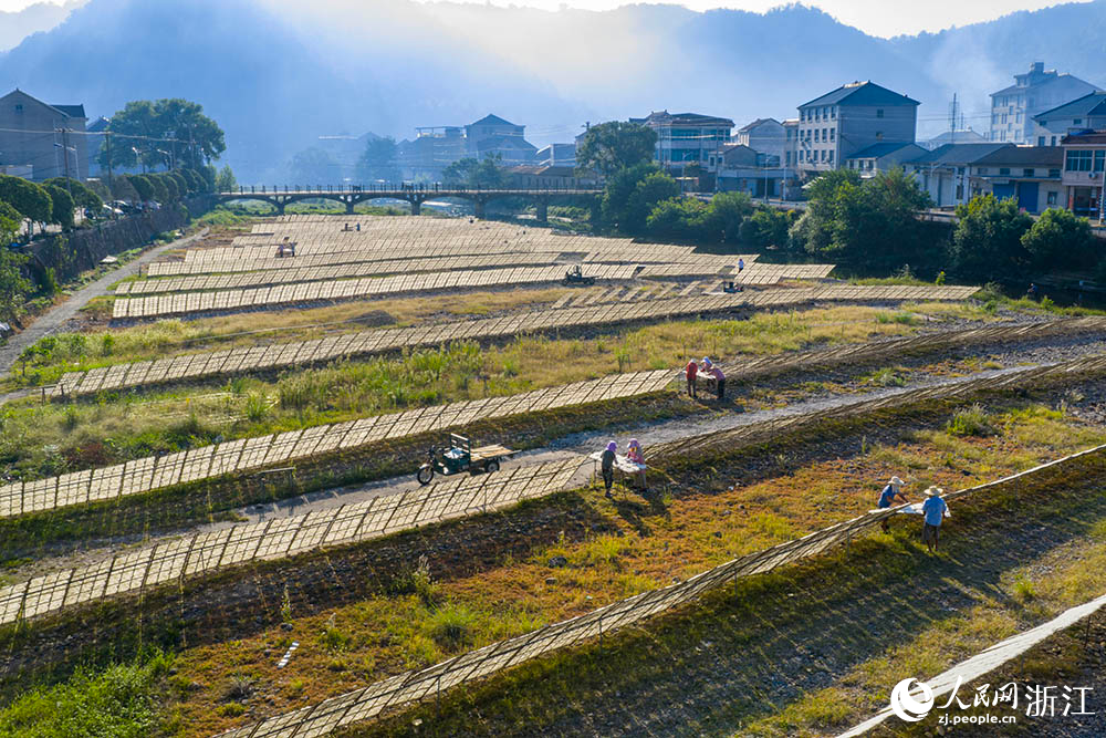 一排排榨面在陽光下舒展，與鄉村景致相映，構成一道充滿生活氣息的獨特風景線。人民網 章勇濤攝