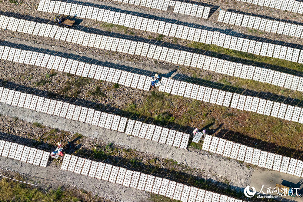 一排排榨面在陽光下舒展，與鄉村景致相映，構成一道充滿生活氣息的獨特風景線。人民網 章勇濤攝