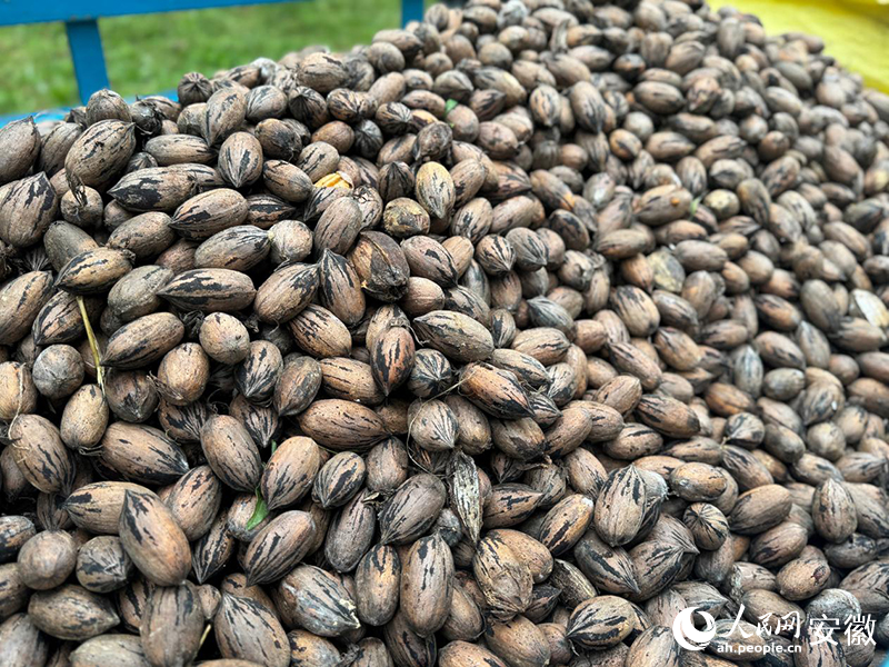 新鮮裝好的碧根果。人民網記者 呂歡歡攝