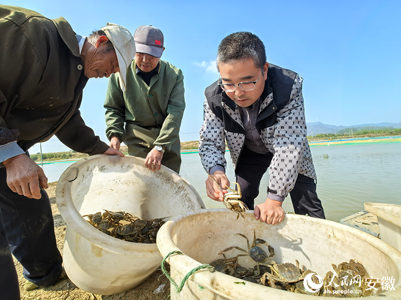 “無為晚蟹”陸續開捕上市。人民網記者 汪瑞華攝