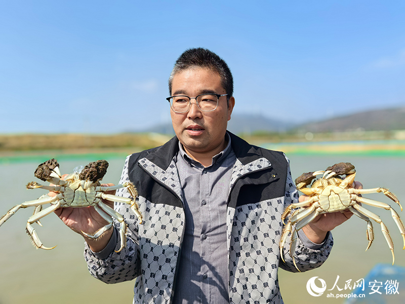 新鮮捕撈上來的“無為晚蟹”。人民網記者 汪瑞華攝