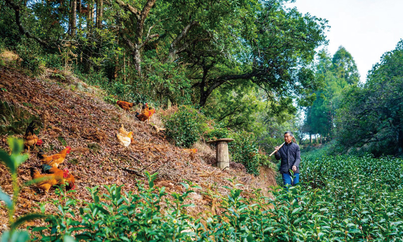 浙江仙居古楊梅群復合種養系統。仙居縣委宣傳部供圖