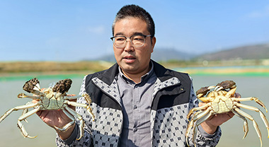 “無為晚蟹”不怕晚