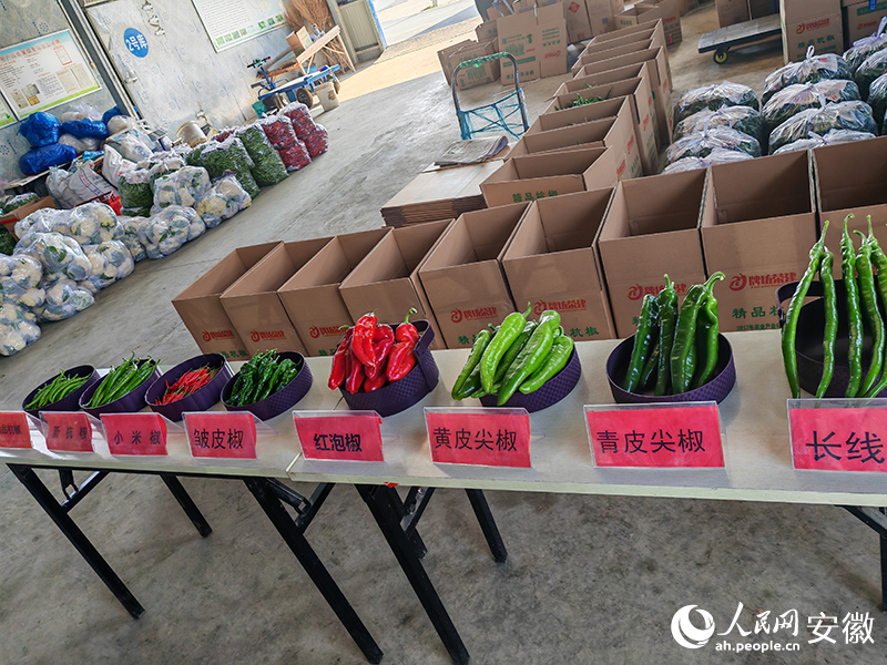 各類品種的辣椒。人民網 丁紀攝