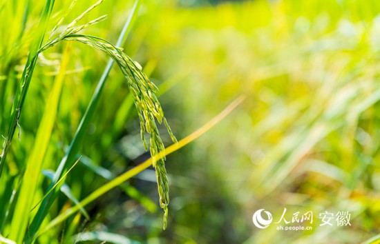 正處抽穗揚花期的高標農田水稻。人民網 王銳攝