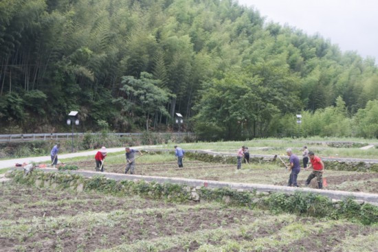 村民在“鳳凰田”種辣椒?？鲁菂^委宣傳部供圖