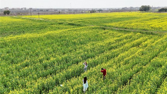 油菜花進入了盛花期。婺城區委宣傳部供圖