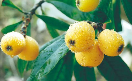 寧海白枇杷。寧?？h委宣傳部供圖