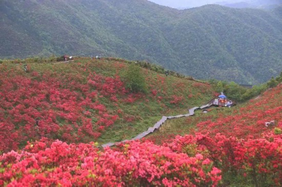 杜鵑花海。智仁鄉供圖