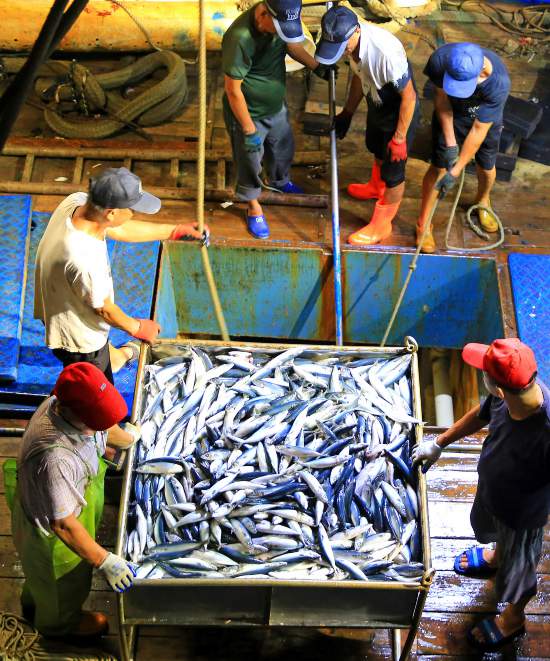 漁民忙著將大量海鮮卸載分揀、保鮮運送。段俊利攝